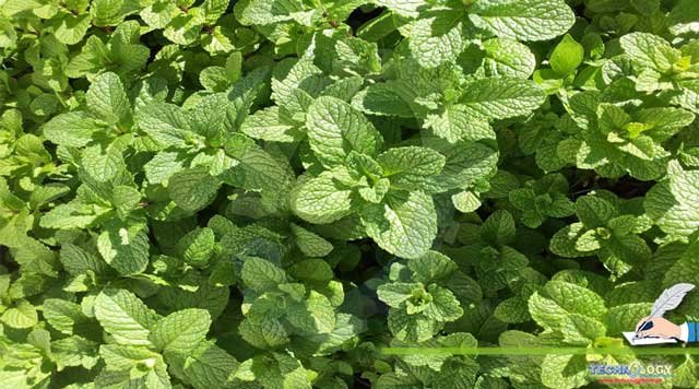Medicinal-Activity-And-Importance-Of-Mint-Mentha