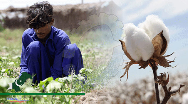 Soorty-Launches-Organic-Cotton-Initiative-In-Pakistan
