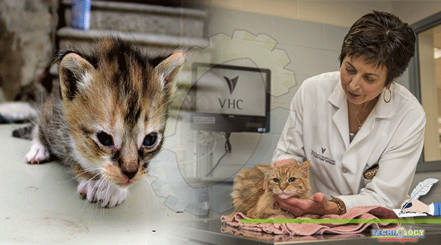 Toxoplasmosis-Cats-Owners-Risk