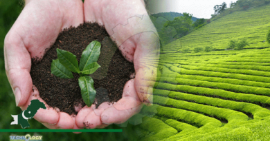 Chinese-Slope-Planting-Technology-To-Boost-Pakistan-Tea-Plantation