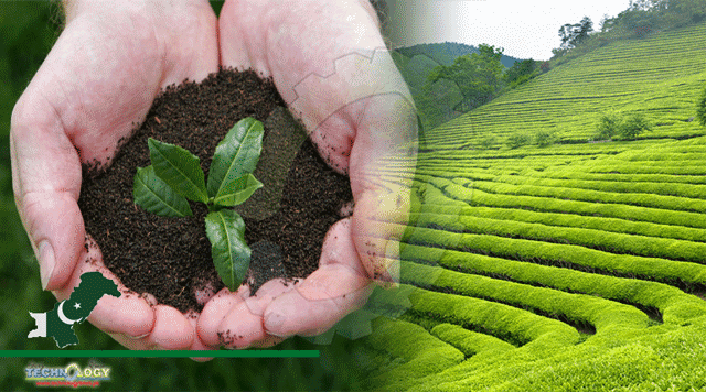Chinese-Slope-Planting-Technology-To-Boost-Pakistan-Tea-Plantation