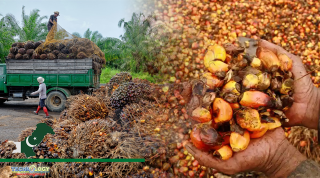 Imported Palm oil causes health problems need to be shifted by growing local oilseed crops