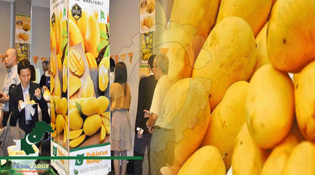 Pakistan-To-Export-Sindhri-Mangoes-To-China-From-June-10