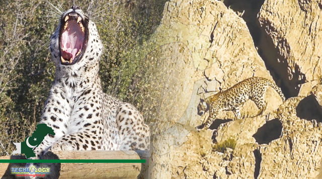 Rare Persian leopard pair spotted in Balochistan