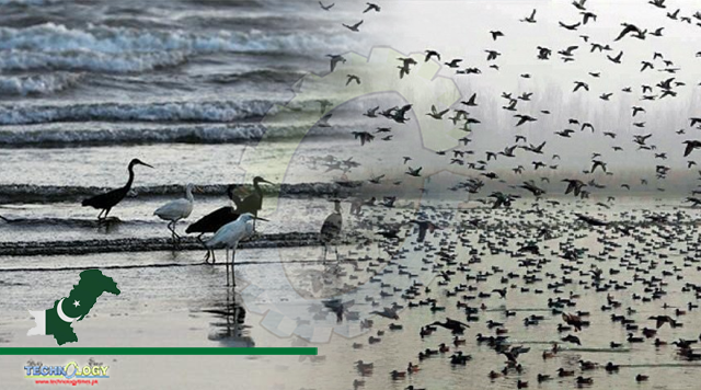 Rise seen in migratory bird population in Pakistan’s water bodies despite threats