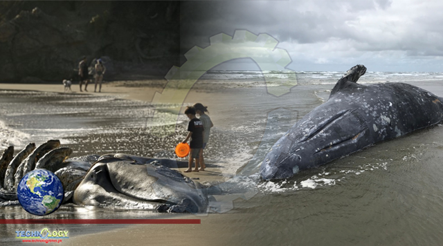 Three more whales wash up dead near San Francisco — eight total in five weeks