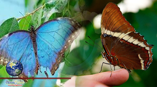 Colombia has the world's largest variety of butterfly species: study