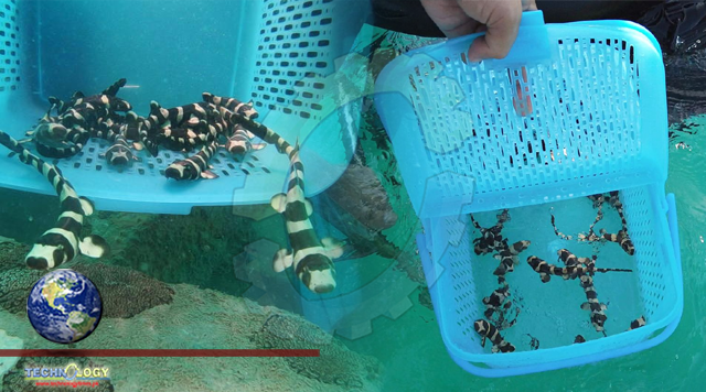 Endangered bamboo sharks given helping hand in Gulf of Thailand