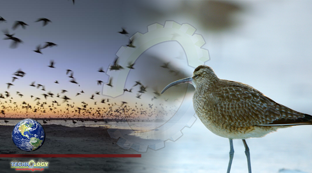 Enormous flock of declining shorebird discovered in South Carolina