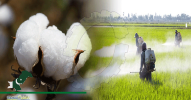 Experts-Advise-No-Pesticides-Spray-On-Cotton-During-First-60-Days