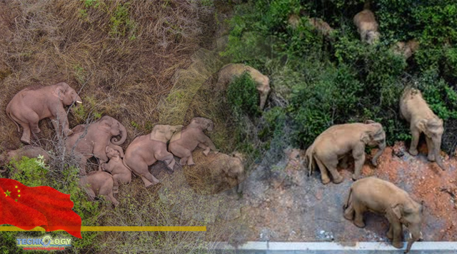 Millions of people in China can't stop watching a pack of wandering elephants