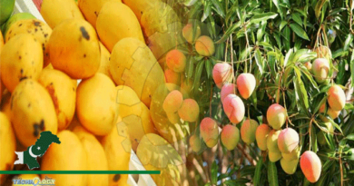 Pakistan-Wants-To-Enhance-Mango-Production-Through-Modern-Tech