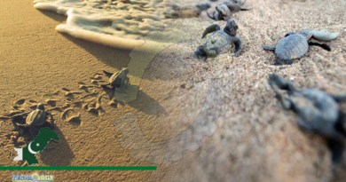 Pakistan losing nesting ground for sea turtles