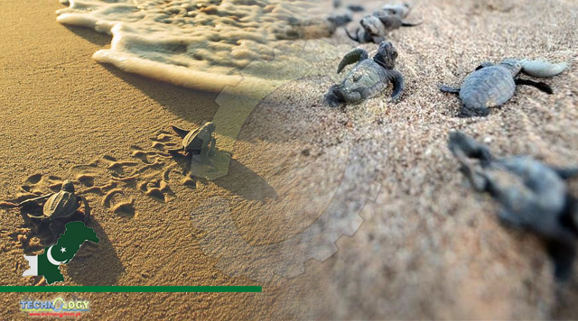 Pakistan losing nesting ground for sea turtles