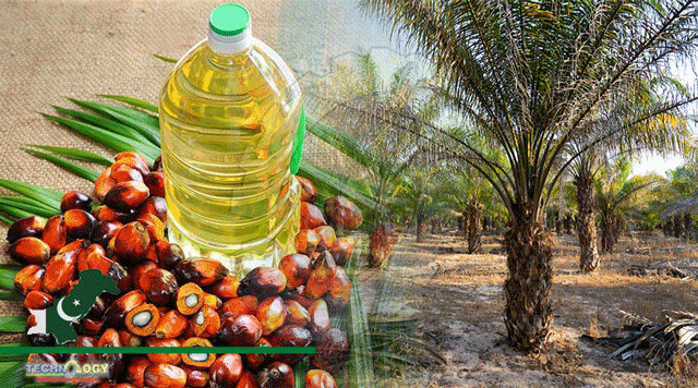 Palm-Oil-Imports-Increase-40.61-Percent-To-2.397-Billion-In-11-Months