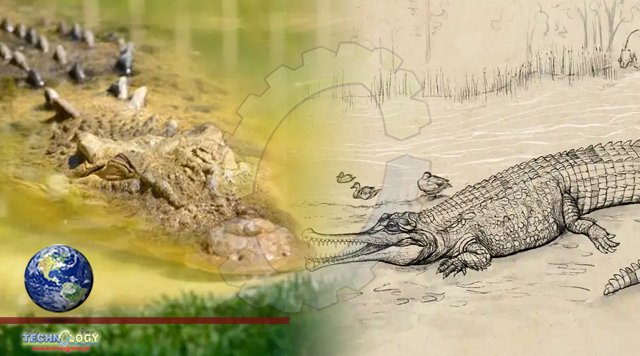 Prehistoric giant ‘river boss’ crocodile identified by Queensland scientists