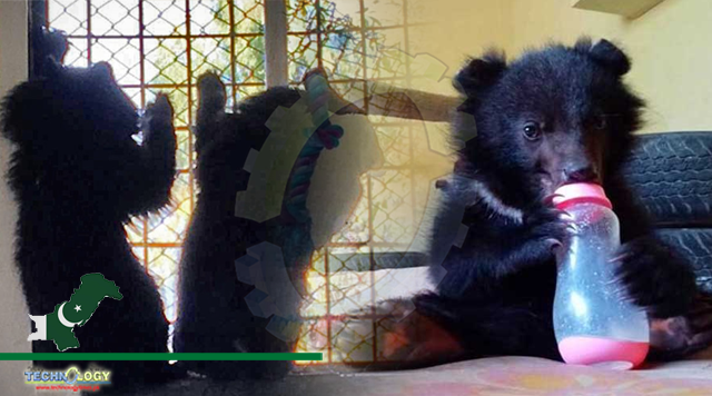 Rescued Bear Cubs Bring Into Spotlight Challenge Of Rehabilitating Tamed Wild Animals In Natural Habitat