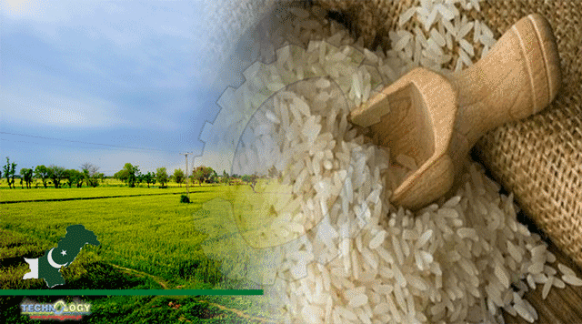 Russia-Lifts-Ban-On-Import-Of-Pakistani-Rice-Helps-To-Fetch-Add-300M