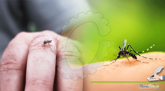 Symptoms-And-Treatment-Of-Dengue-Fever-Caused-By-Dengue-Virus