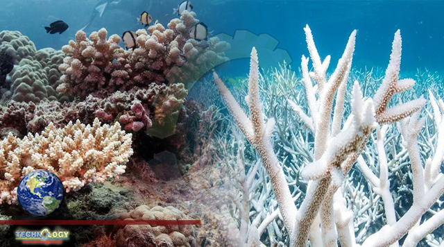 The UN Is Warning That The Great Barrier Reef Is in Serious Danger. Here's Why