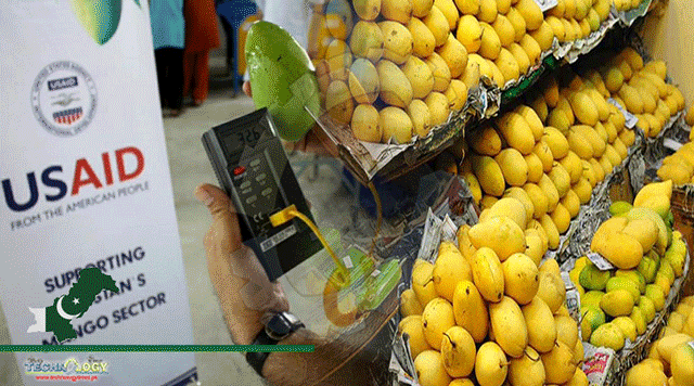 USAIDs-Support-Gives-Much-Boost-To-Pakistans-Mango-Industry