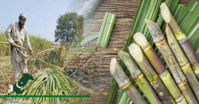 Agriculture-Dept-Introduces-Low-Cost-Improved-Variety-Of-Sugarcane