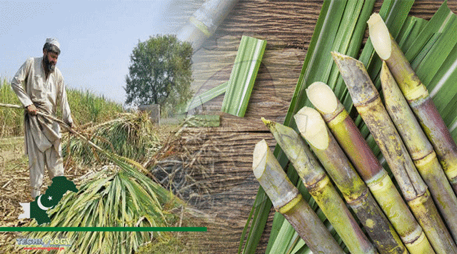 Agriculture-Dept-Introduces-Low-Cost-Improved-Variety-Of-Sugarcane