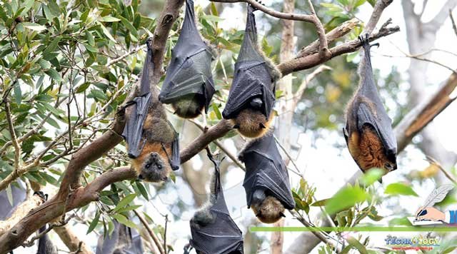 Bats-are-important-for-our-ecosystem