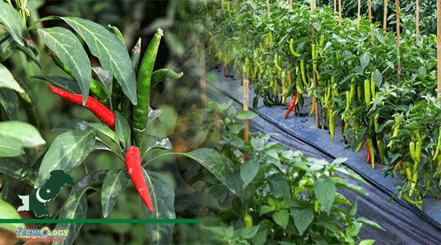 Chilli-Farming-Under-CPEC-To-Expand-Over-5000-Acres-In-Pakistan