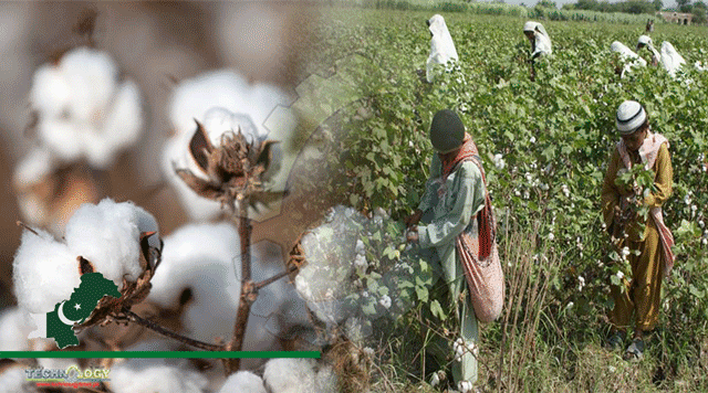 Current-Cotton-Crop-Condition-Satisfactory,-Says-Sec-Agri