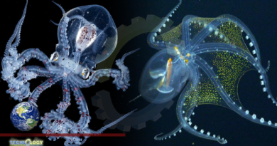 Incredibly rare 'glass octopus' photographed by deep-sea scientists in central Pacific Ocean