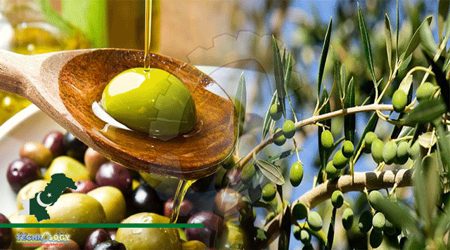 KP-Is-The-Most-Suitable-Province-For-Olive-Farming