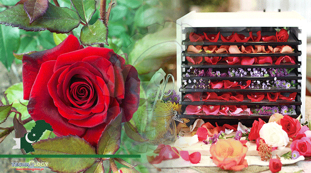 Red-Rose-Can-Be-More-Profitable-With-Mechanical-Flower-Dehydrator