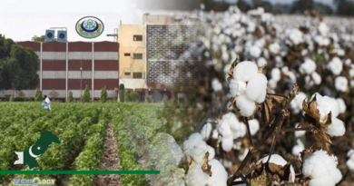 Seven-Climate-Smart-CCRI-Cotton-Varieties-Recommended-For-Approval