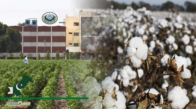 Seven-Climate-Smart-CCRI-Cotton-Varieties-Recommended-For-Approval