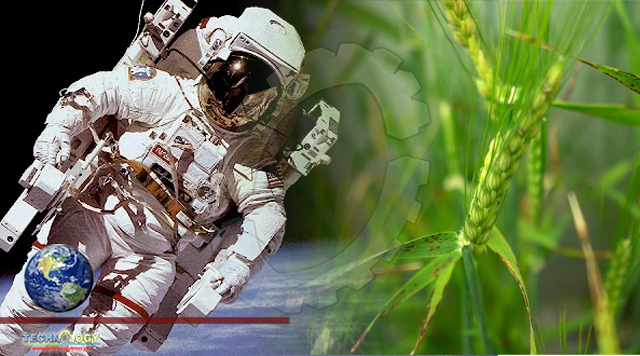 South Australian scientists use genetic modification to design crops for astronauts in space