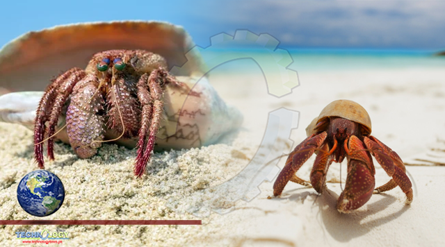 Hermit crabs are sexually attracted to plastic pollution in the ocean