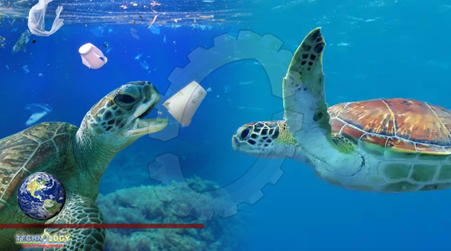 Plastic Creates ‘Evolutionary Trap’ For Young Sea Turtles, Study Suggests