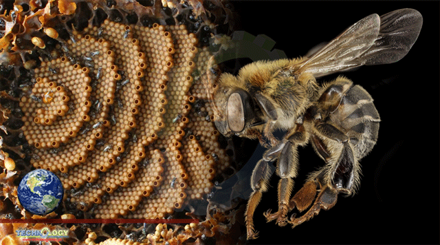 Stingless Bee Can Produce Trehalulose-Rich Honey