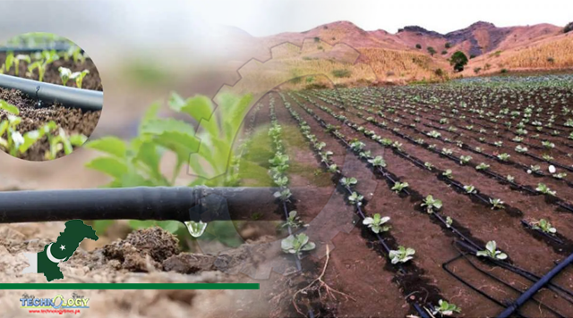 Maximum Produce Can Be Achieved With Drip Irrigation
