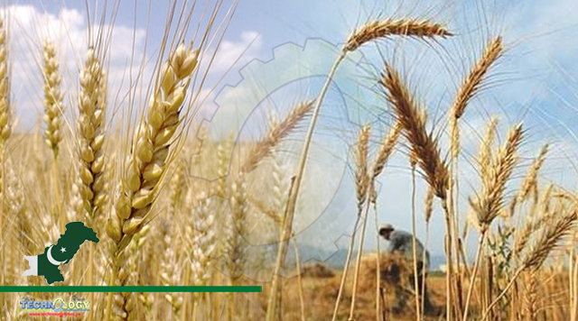 Production strategy for next wheat crop reviewed