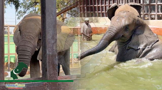 SHC orders medical examination of zoo elephants by German expert