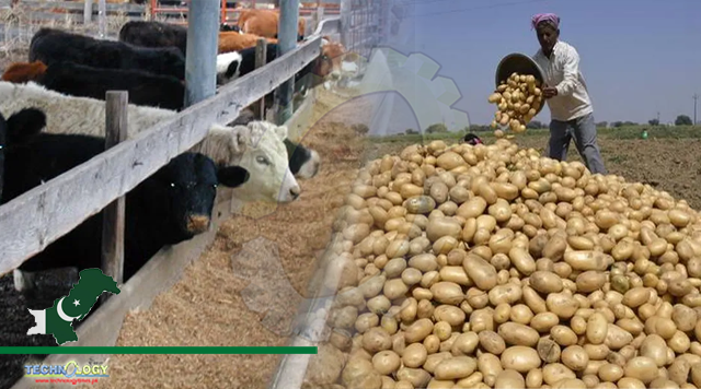 Scientists found dried potato powder to be cheaper energy source in animal feed than maize