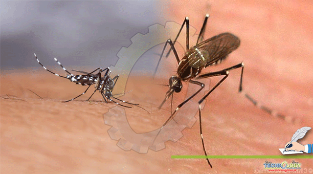 Symptoms-and-treatment-of-dengue-fever-caused-by-dengue-virus