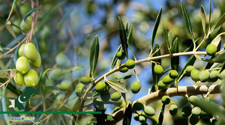 3.6M Olive Trees Have So Far Been Planted On 30,000 Acres