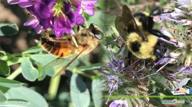 Bees-play-numerous-ecological-roles-to-secure-the-future-of-our-planet