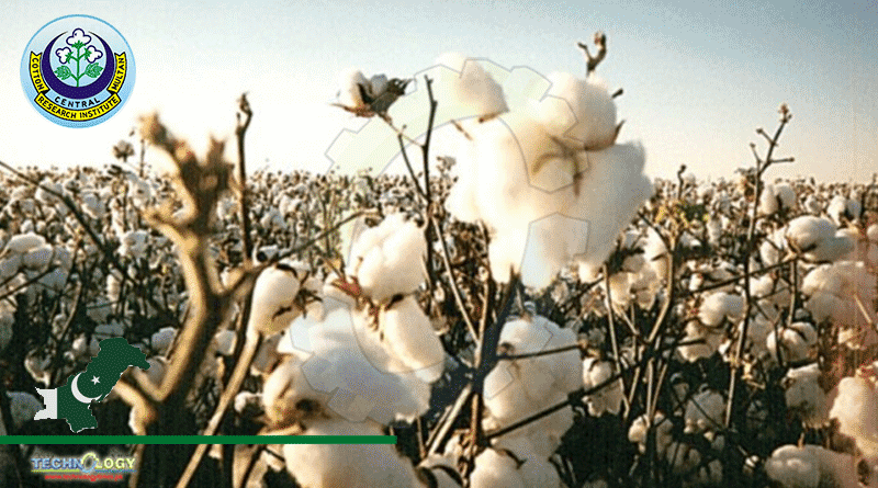 Artificial Rain Dropped On 1 Acre Of Cotton Fields At CCRI Multan For Research