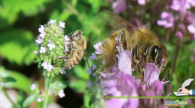 Enhancing-the-medicinal-value-of-honey-bees-by-feeding-on-medical-plants