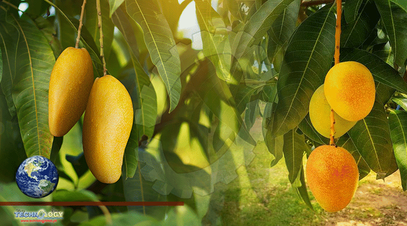 How Shift In Weather Is Impacting Fruit Production