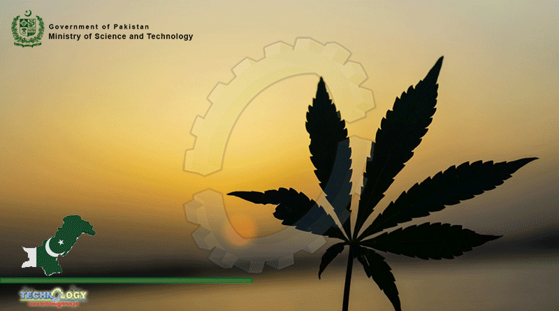 Shibli Faraz Vowed To Present A National Policy On Cannabis Legalization